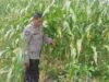 Polisi Dukung Petani: Sinergi Jaga Kamtibmas dan Pangan di Desa Beleka