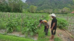 Bhabinkamtibmas Desa Benete Dampingi Petani Sayur Sukseskan Ketahanan Pangan di Desa Binaan