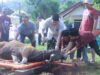 Kapolres Sumbawa Barat Pimpin Pemotongan Hewan Kurban