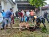 Berbagi Berkah Idul Adha, Polsek Seteluk Gelar Penyembelihan Hewan Kurban dan Distribusi Daging ke Warga