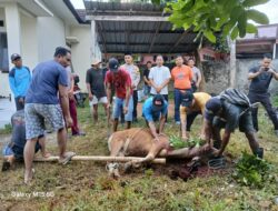 Berbagi Berkah Idul Adha, Polsek Seteluk Gelar Penyembelihan Hewan Kurban dan Distribusi Daging ke Warga