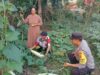Dukung Program Ketahanan Pangan Nasional, Bhabinkamtibmas Polsek Monta Tinjau Lahan Sayur Warga Binaan