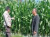 Polsek Lembar Dampingi Petani Jagung di Gunung Gundil
