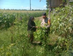 Bhabinkamtibmas Rhee Dampingi Warga Manfaatkan Pekarangan untuk Ketahanan Pangan
