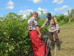 Dukung Penuh Indonesia Yang Swasembada Pangan, Bhabinkamtibmas Polsek Sanggar Pantau Lahan Sayur Milik Warga Binaan