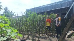 Bhabinkamtibmas Desa Luk Dorong Pemanfaatan Pekarangan untuk Ketahanan Pangan