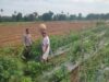 Ketahanan Pangan di Desa Binaan, Bhabinkamtibmas Polsek Woha Laksanakan Pengecekan Lahan Tomat Warga