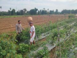 Ketahanan Pangan di Desa Binaan, Bhabinkamtibmas Polsek Woha Laksanakan Pengecekan Lahan Tomat Warga