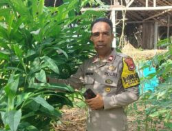 Bhabinkamtibmas Polsek Bolo, Dukungan Pemanfaatan Lahan Pekarangan Untuk Ketahanan Pangan