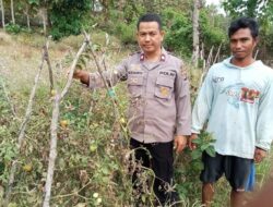 Penguatan Ketahanan Pangan di Tingkat Desa, Bhabinkamtibmas Polsek Soromandi Aktif Dampingi Petani