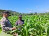 Bhabinkamtibmas Desa Sekongkang Bawah Laksanakan Sambang dan Cek Ketahanan Pangan Lahan Jagung MT2