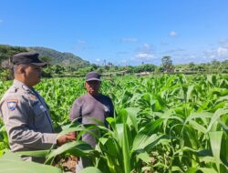 Bhabinkamtibmas Desa Sekongkang Bawah Laksanakan Sambang dan Cek Ketahanan Pangan Lahan Jagung MT2