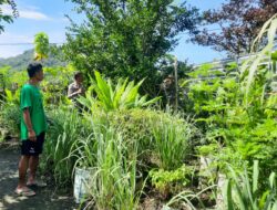 Dukung Ketahanan Pangan, Bhabinkamtibmas Seteluk Atas Rutin Sambangi Lahan Pangan Bergizi Warga