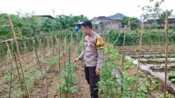Bhabinkamtibmas Desa Tapir Dampingi Pengelolaan Pekarangan Pangan Bergizi, Dukung Program Asta Cita Swasembada Pangan