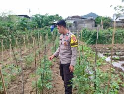 Bhabinkamtibmas Desa Tapir Dampingi Pengelolaan Pekarangan Pangan Bergizi, Dukung Program Asta Cita Swasembada Pangan
