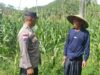 Bhabinkamtibmas Sekotong Dukung Petani Jagung Wujudkan Ketahanan Pangan