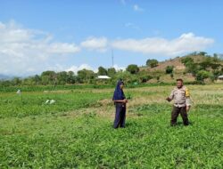Mendukung Program Ketahanan Pangan Nasional, Bhabinkamtibmas Polsek Woha Pantau Lahan Sayur Milik Warga Binaan