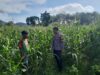 Bhabinkamtibmas Desa Talonang Baru Lakukan Sambang dan Pengecekan Lahan Jagung Tahap II