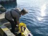 Sambut Hari Bhayangkara Kapolres Lombok Utara Pimpin Upacara Tabur Bunga