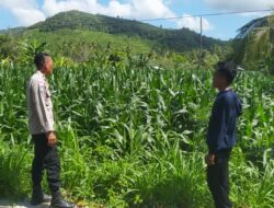 Polri Dukung Ketahanan Pangan di Eyat Mayang Lewat Pendampingan Petani Jagung