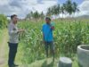 Bhabinkamtibmas Cendi Manik Dampingi Petani Jagung Dukung Ketahanan Pangan