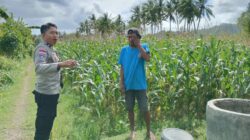Perkuat Ketahanan Pangan, Polisi Bina Petani Jagung di Sekotong
