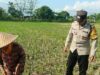 Bhabinkamtibmas Babussalam Dukung Petani Jagung di Lemukek Daya