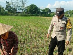 Bhabinkamtibmas Babussalam Dukung Petani Jagung di Lemukek Daya