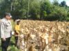 Panen Jagung Sukses di Gerung Selatan, Sinergi Polri dan Petani Berbuah Hasil