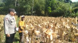 Panen Jagung Sukses di Gerung Selatan, Polri Hadir Jaga Kondusivitas