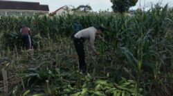Peran Aktif Bhabinkamtibmas Labuapi Dukung Ketahanan Pangan Lokal