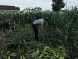 Bhabinkamtibmas Labuapi Dorong Optimalisasi Lahan Demi Ketahanan Pangan
