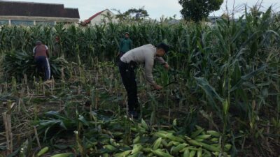 Peran Aktif Bhabinkamtibmas Labuapi Dukung Ketahanan Pangan Lokal