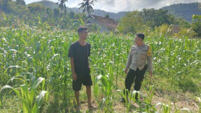 Polisi Desa Cendi Manik Dorong Ketahanan Pangan Lewat Pendampingan Petani Sekotong