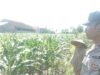 Bhabinkamtibmas Labuapi Dukung Petani Optimalkan Lahan Kosong untuk Tanam Jagung