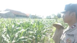 Polri dan Petani Labuapi Bersinergi, Perkuat Ketahanan Pangan Nasional Melalui Optimalisasi Lahan