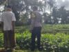 Pemanfaatan Pekarangan untuk Ketahanan Pangan di Dusun Pelan