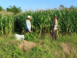 Bhabinkamtibmas Tarusa  Dukung Ketahanan Pangan Nasional Melalui Program Sambang dan Pengecekan Lahan Produktif
