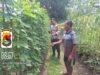 Wujudkan Ketahanan Pangan, Bhabinkamtibmas dan Warga Desa Luk Ubah Pekarangan Jadi Kebun Produktif