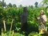Bhabinkamtibmas Desa Kediri Dorong Ketahanan Pangan Bersama Petani Karang Kuripan