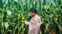 Bhabinkamtibmas Desa Rarak Ronges Dampingi Pengelolaan Pekarangan Pangan Bergizi Musim Tanam Kuartal II