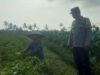 Bhabin Montong Are Garda Ketahanan Pangan dan Kamtibmas