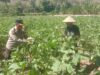 Wujudkan Ketahanan Pangan, Bhabinkamtibmas dan Warga Desa Rhee Ubah Pekarangan Kosong Jadi Kebun Sayur