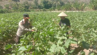 Wujudkan Ketahanan Pangan, Bhabinkamtibmas dan Warga Desa Rhee Ubah Pekarangan Kosong Jadi Kebun Sayur