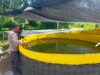Bhabinkamtibmas Desa Tongo Dampingi Warga Kelola Pekarangan Pangan Bergizi