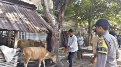 Bhabinkamtibmas Polres Bima Kota Dampingi Petugas Dinas Pertanian Laksanakan Vaksinasi Ternak di Kelurahan Jatibaru Timur