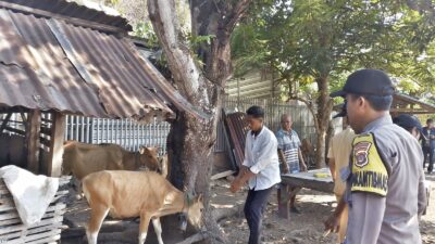Bhabinkamtibmas Polres Bima Kota Dampingi Petugas Dinas Pertanian Laksanakan Vaksinasi Ternak di Kelurahan Jatibaru Timur