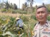 Bhabinkamtibmas Desa Batu Putih Dorong Petani Tibu Baru Optimalkan Lahan Produktif