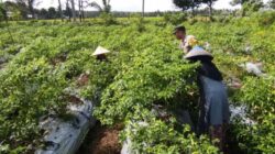 Polsek Kuripan Dampingi Petani Cabai di Kuripan Utara Wujudkan Ketahanan Pangan