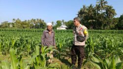 Bhabinkamtibmas Sandik Ajak Warga Perempung Manfaatkan Lahan untuk Swasembada Pangan